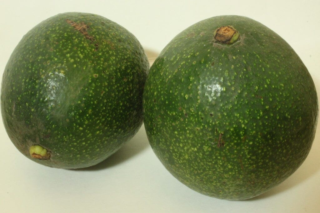 Reed Avocado Tree Grafted - Image 4