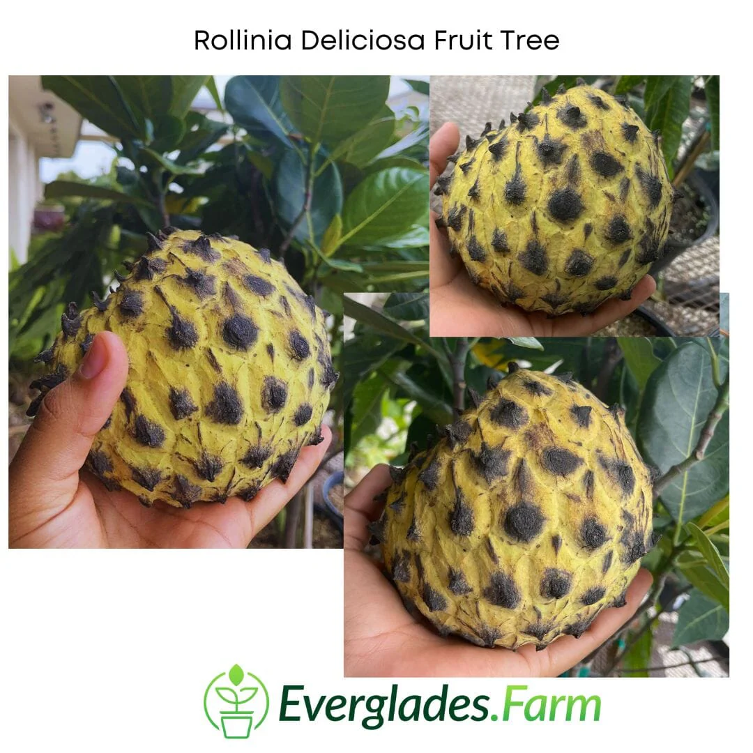 Rollinia Deliciosa Fruit Tree from seedlings - Image 4