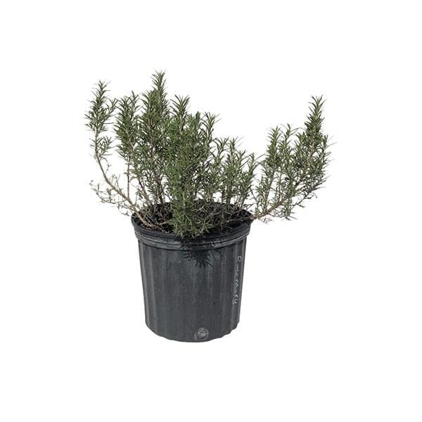 Rosemary Romero Live Plant in 3 gal container