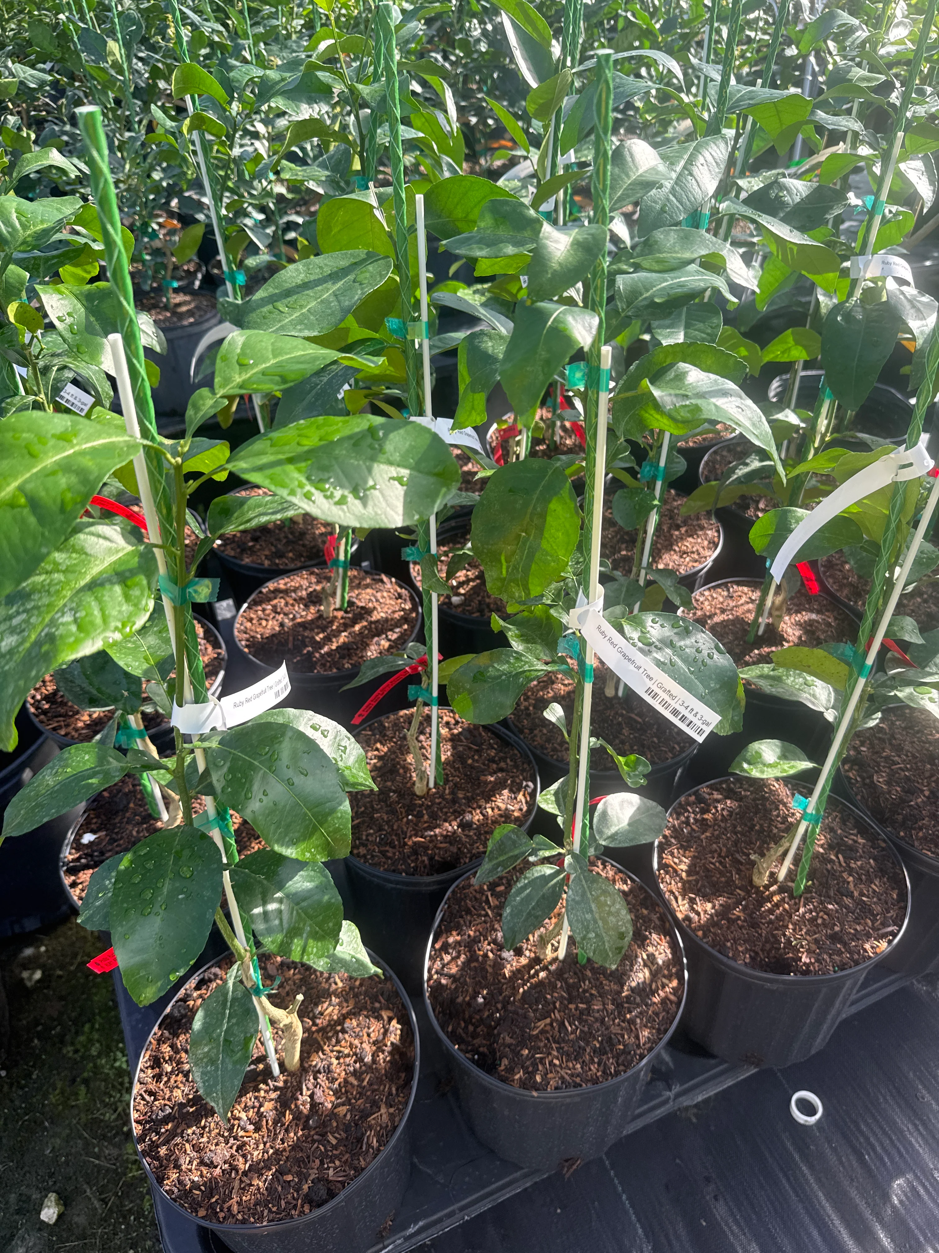 Ruby Red Grapefruit Tree Grafted - Image 3
