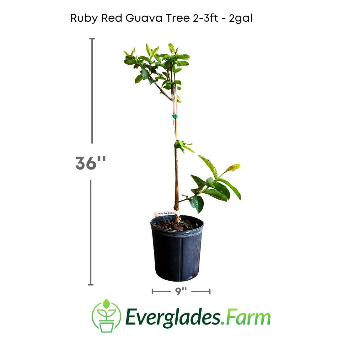 Ruby Red Guava Tree, Grafted - Image 3