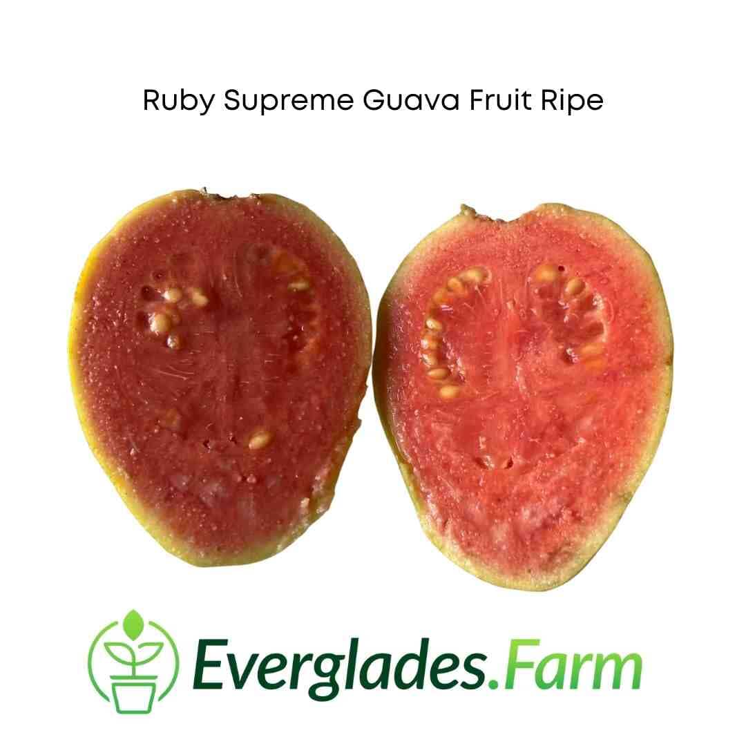 Ruby Supreme Pink Guava Tree | Grafted