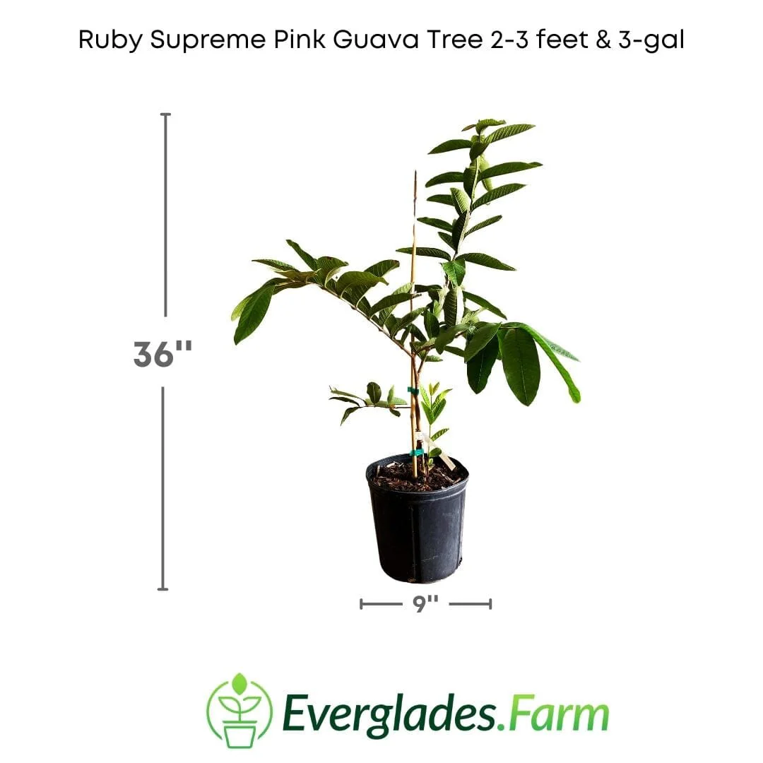 Ruby Supreme Pink Guava Tree | Grafted - Image 4