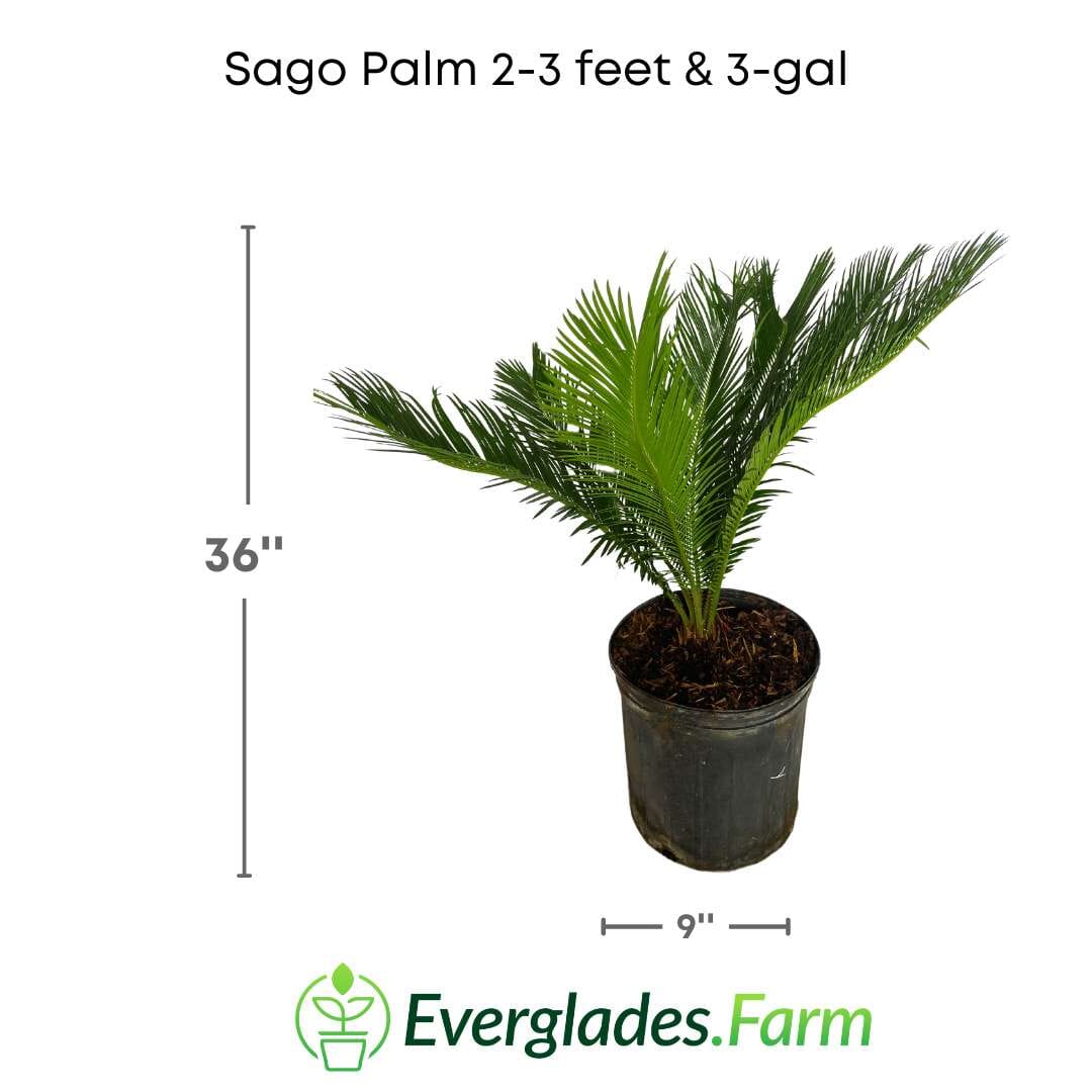Sago Palm Tree in 3 gal container 3 feet tall - Image 2