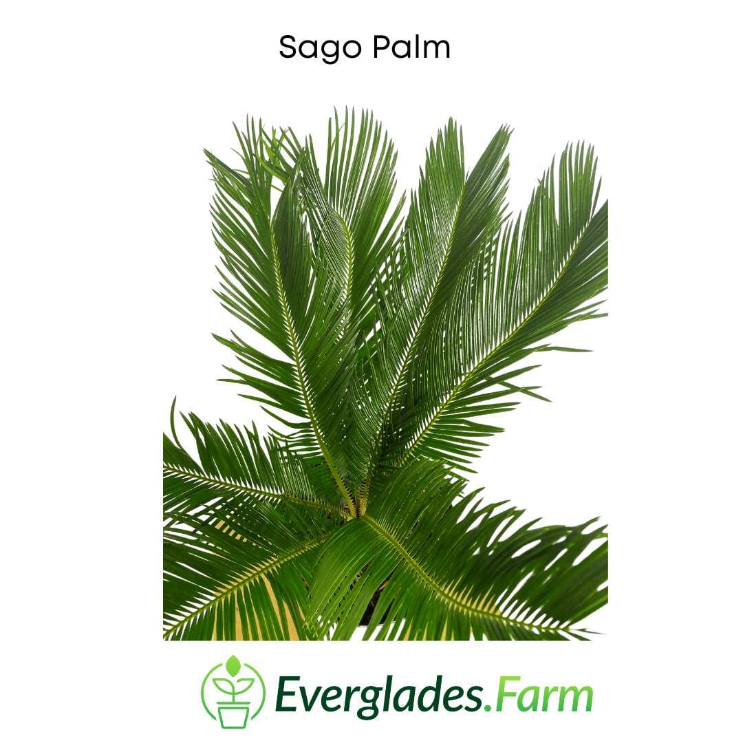 Sago Palm Tree in 3 gal container 3 feet tall - Image 3