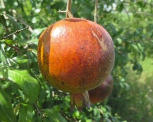 Salavatski Pomegranate Tree