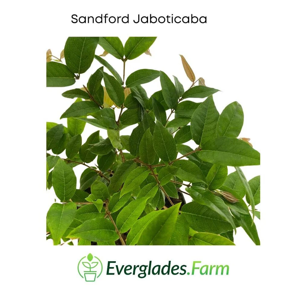 Sanford Jaboticaba Tree - Image 3