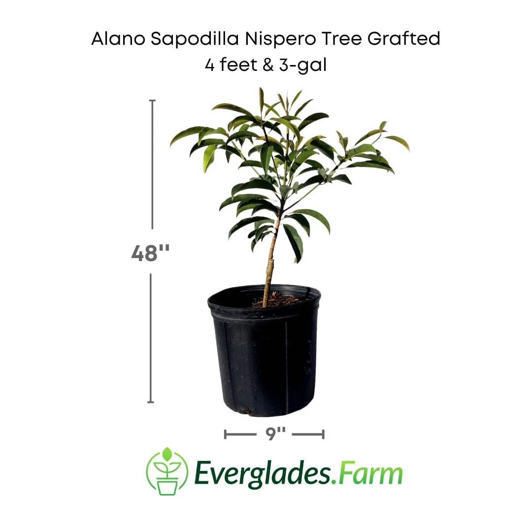 Alano Sapodilla Nispero Tree Grafted - Image 3