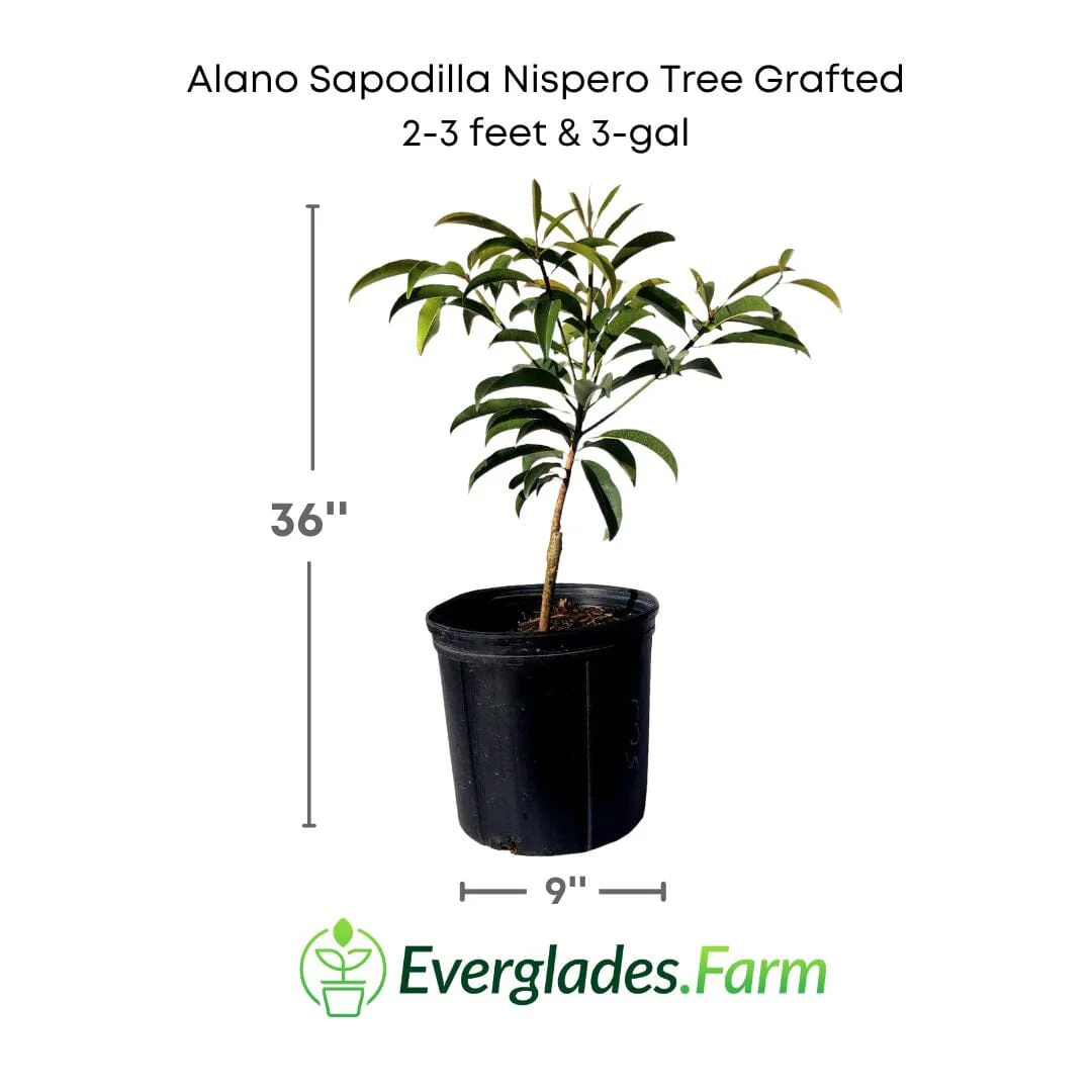 Alano Sapodilla Nispero Tree Grafted - Image 4