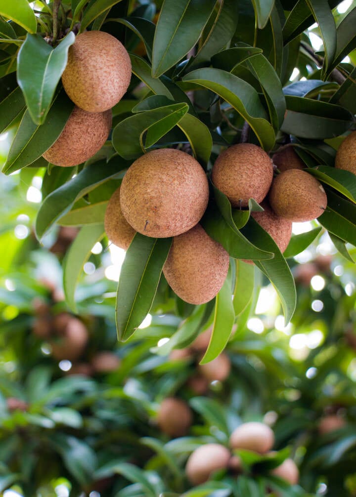 Sapodilla Nispero Makok, Tree