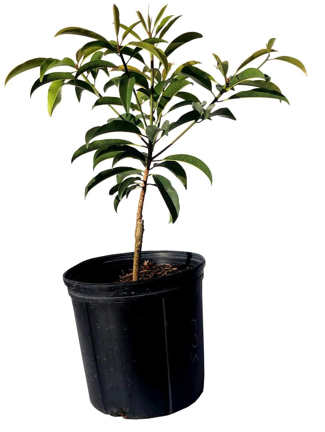 Sapodilla Nispero Makok, Tree - Image 2
