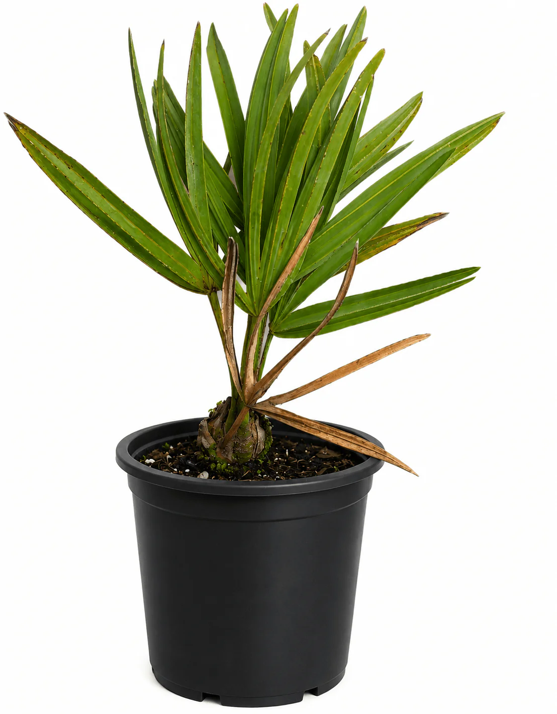 Saw Palmetto Palm