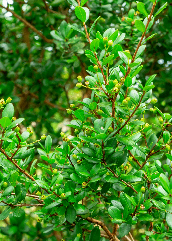 Simpson's Stopper | Florida Native | Myrcianthes Fragrans Geode | Live Plant