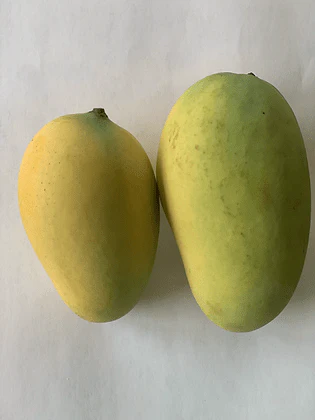 Sindhri Mango Grafted Tree - Premium Quality for Your Garden