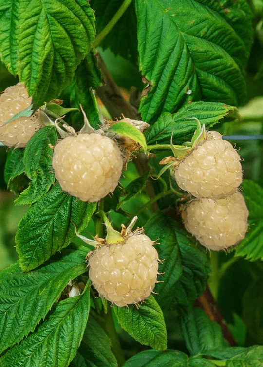 Snowbank White Blackberry | Live Plant