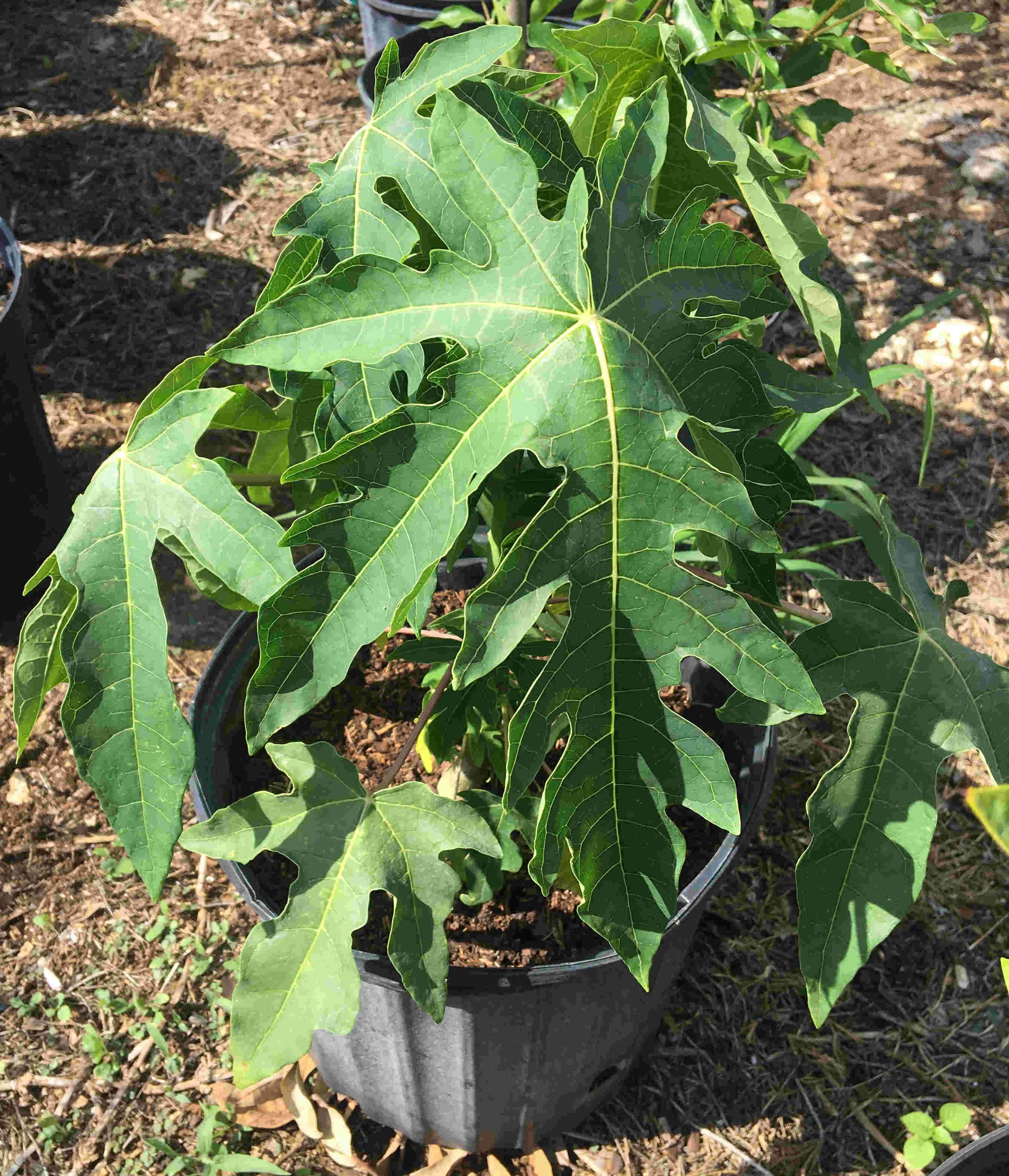 Solo Papaya Dwarf Tree - Image 3