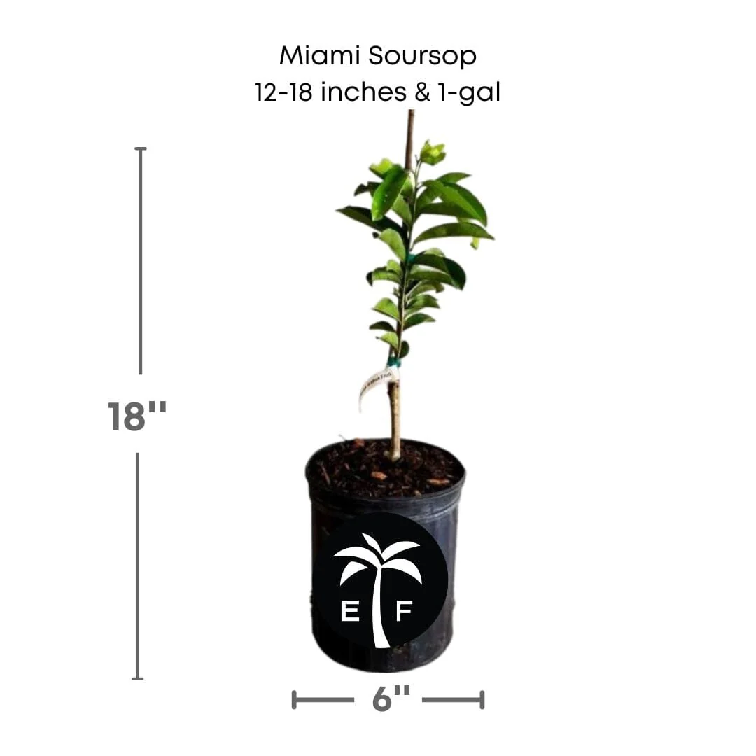 Soursop, Guanabana Grafted Fruit Tree - Image 4