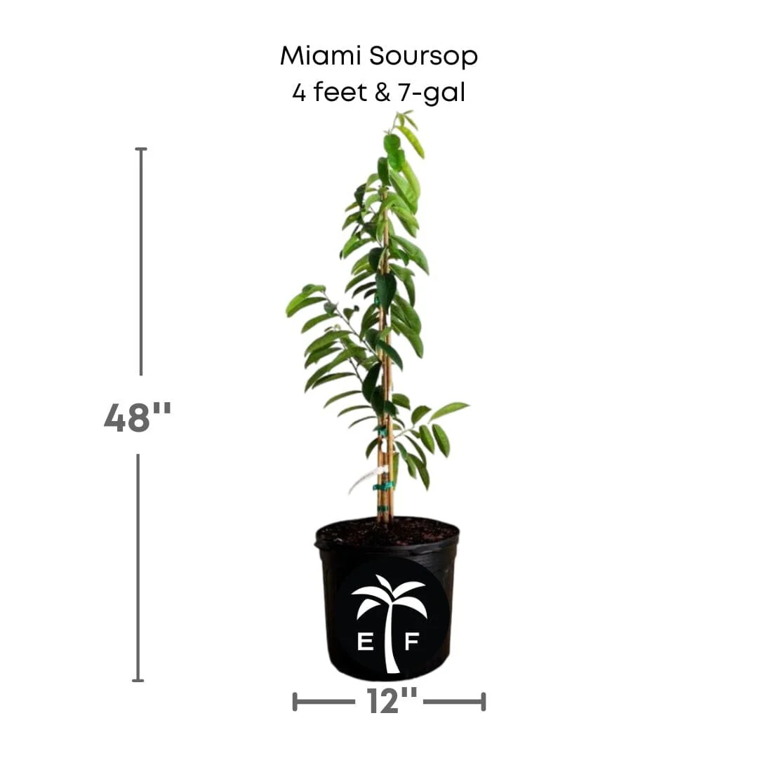 Soursop, Guanabana Grafted Fruit Tree - Image 6
