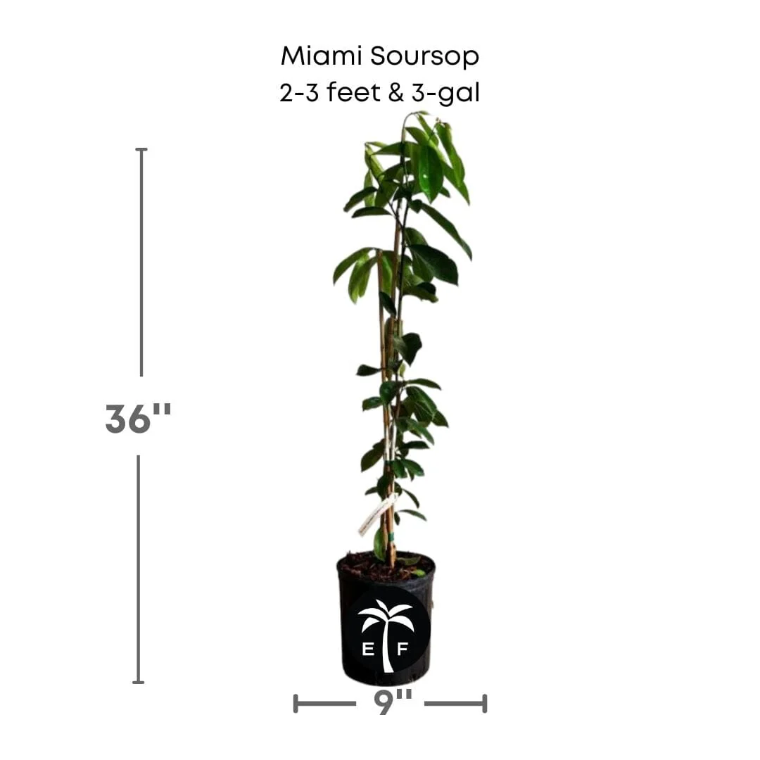 Soursop, Guanabana Grafted Fruit Tree - Image 5