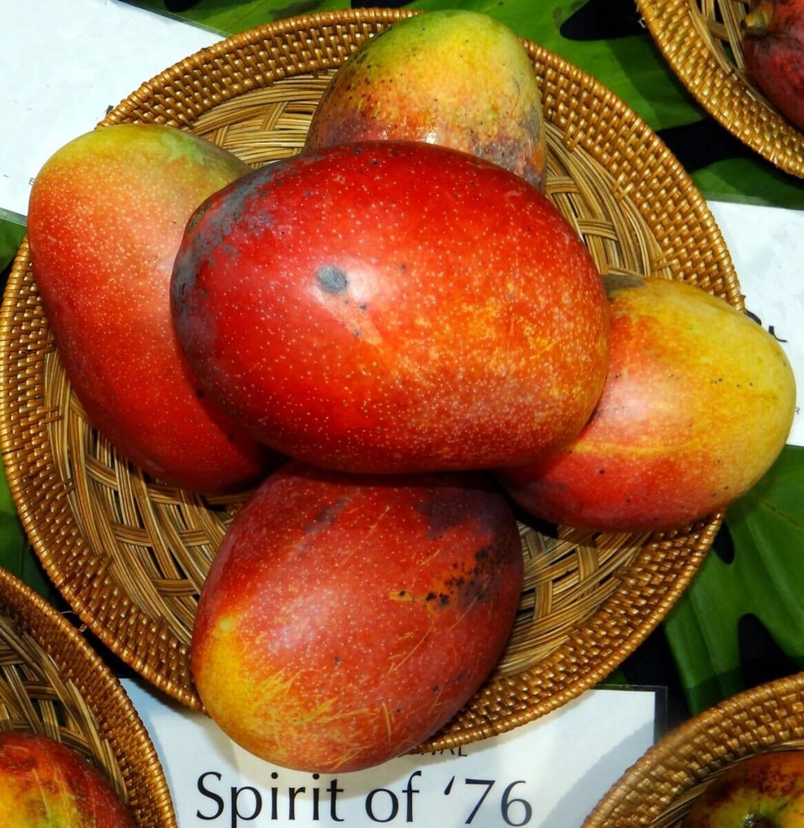 Spirit of 76 Mango Tree, Grafted
