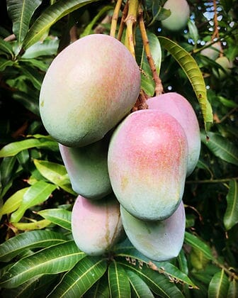 Springfels Mango Tree, Grafted - Image 2