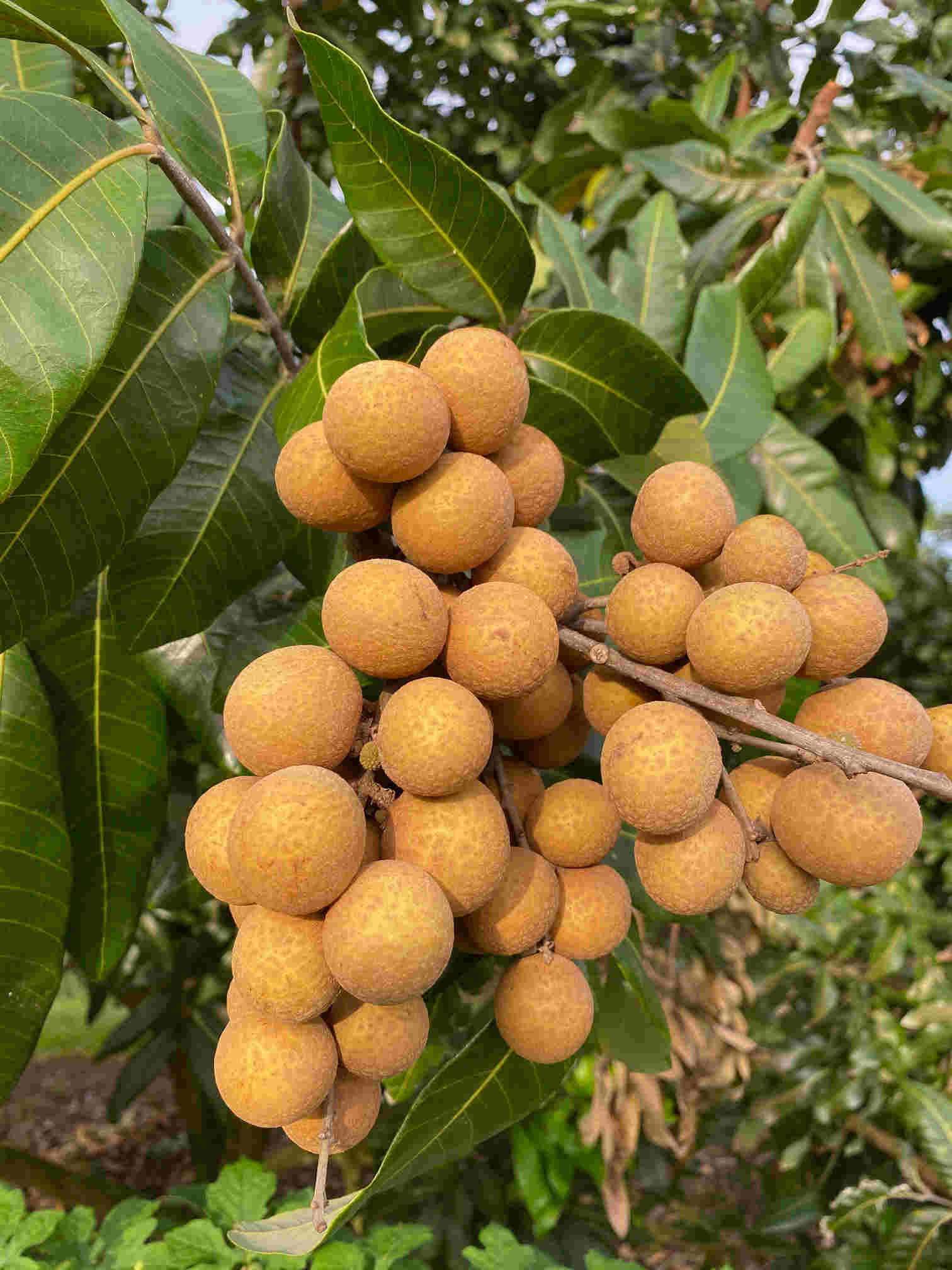 Sri Chompoo Longan Tree, Air Layered - Image 3