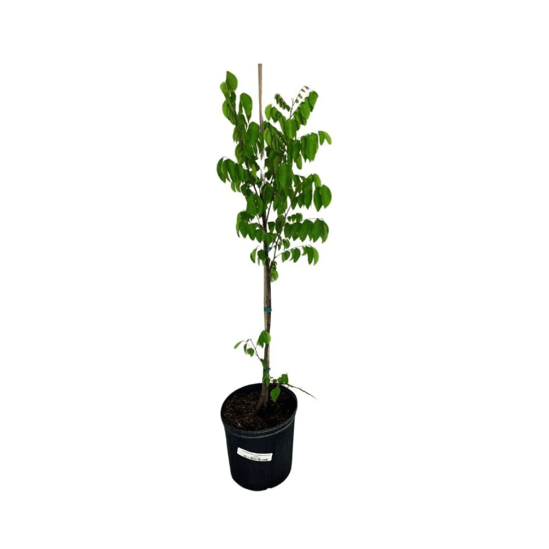 Arkin Star fruit Carambola Fruit Tree, Grafted - Image 3