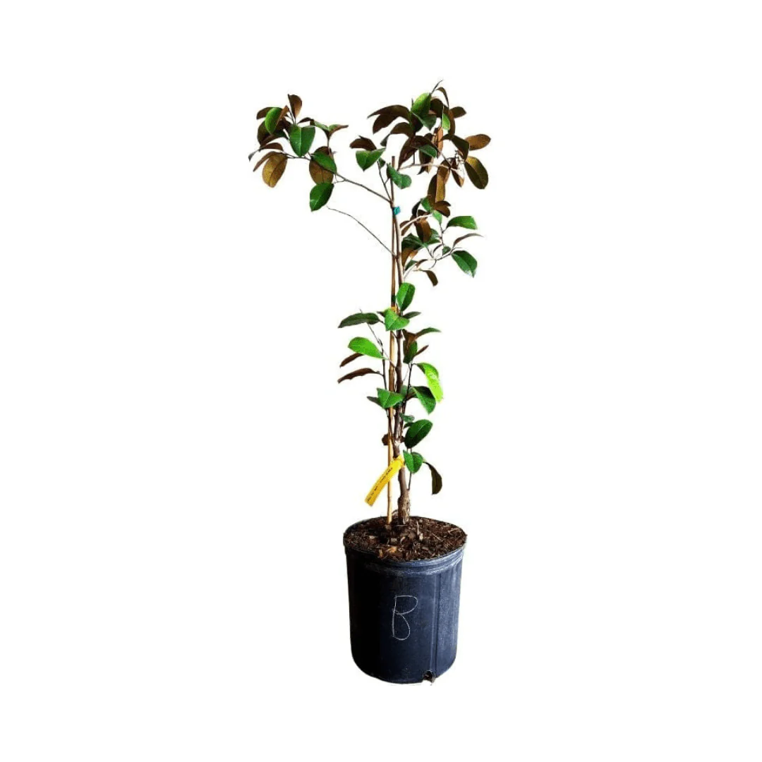 White Star Apple / Caimito Blanco Star Hipolito Fruit Tree Grafted - Image 3