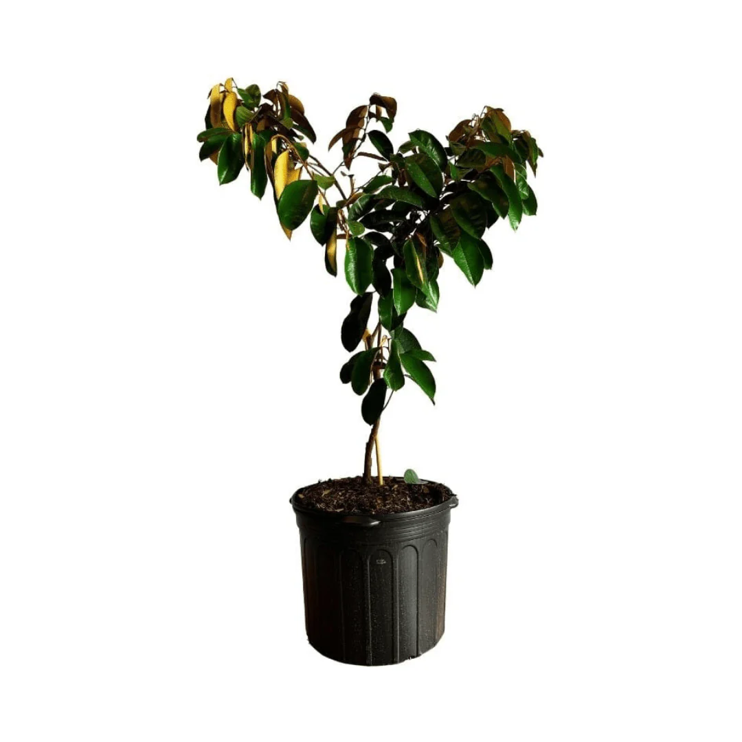 White Star Apple / Caimito Blanco Star Hipolito Fruit Tree Grafted - Image 4