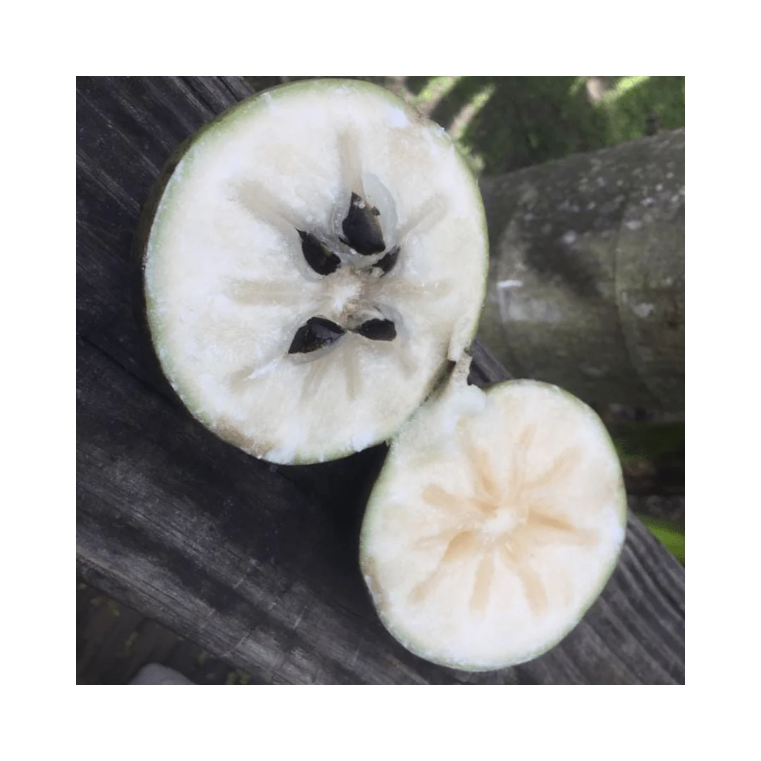White Star Apple / Caimito Blanco Star Hipolito Fruit Tree Grafted - Image 5