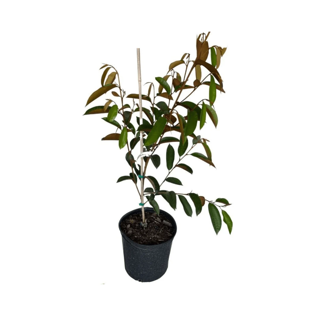 Purple Star Apple / Caimito Morado Grafted - Image 3