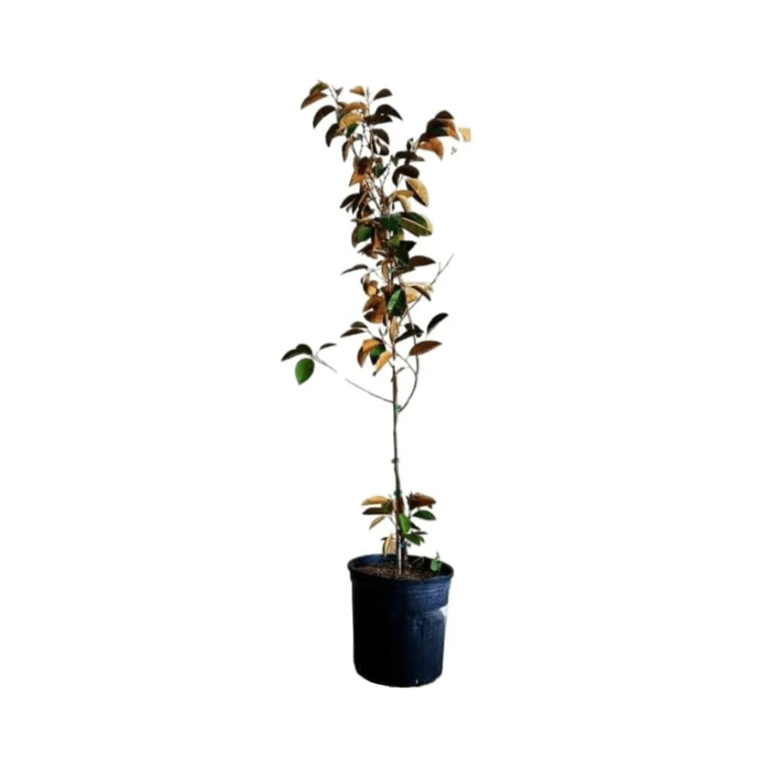 Purple Star Apple / Caimito Morado Grafted - Image 4