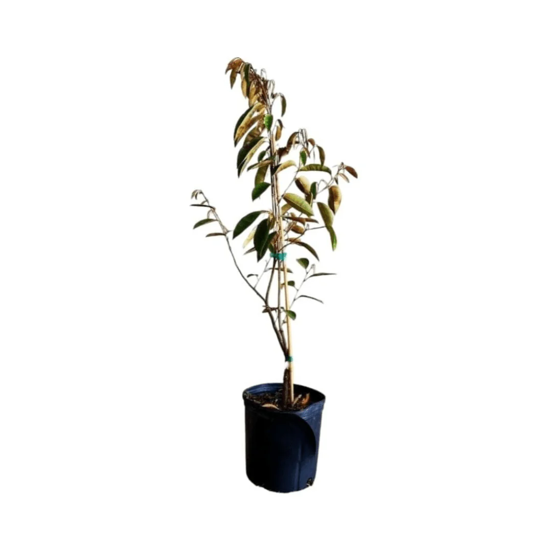 Purple Star Apple / Caimito Morado Grafted - Image 5