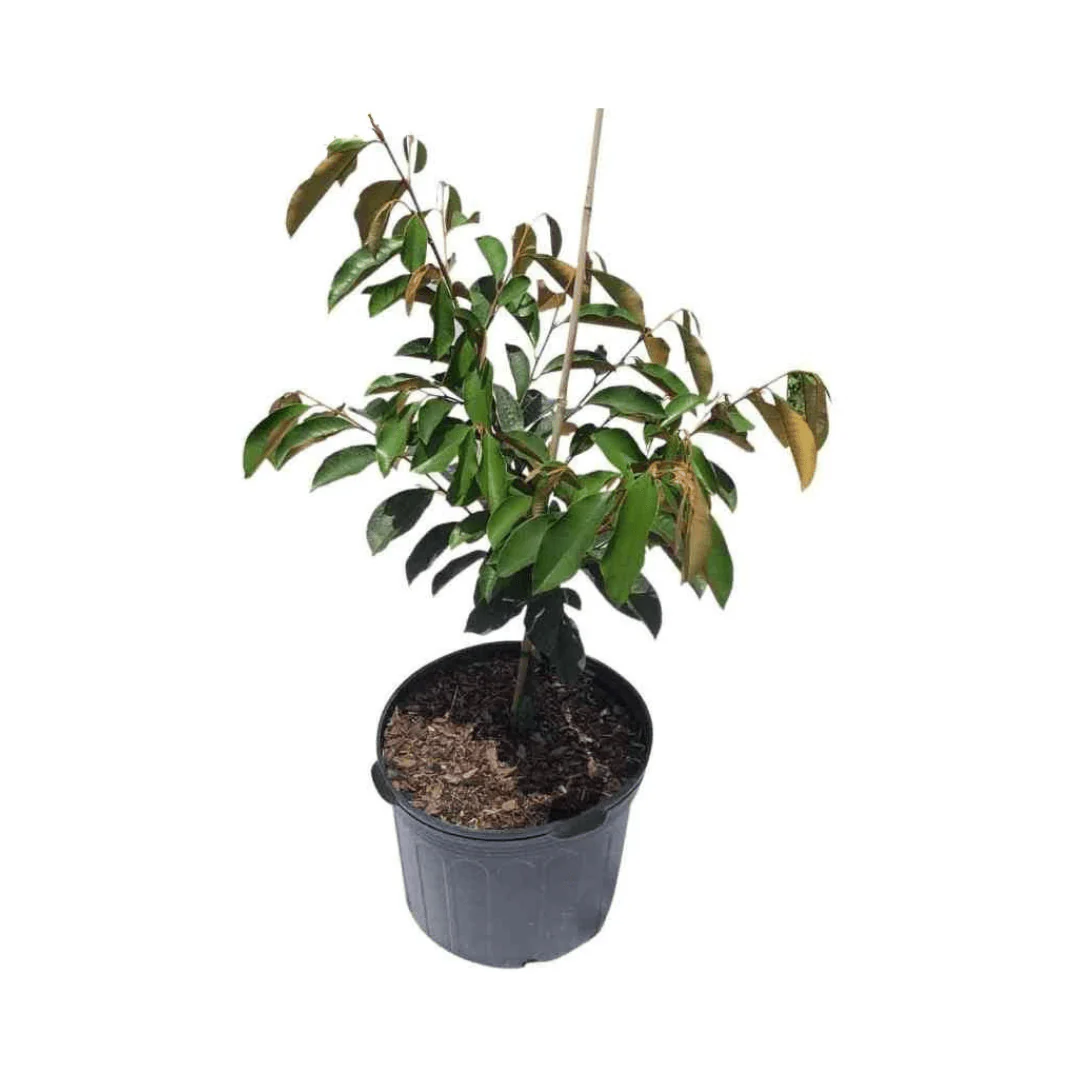 Star Apple Purple Caimito Morado Tree from Seedling - Image 4
