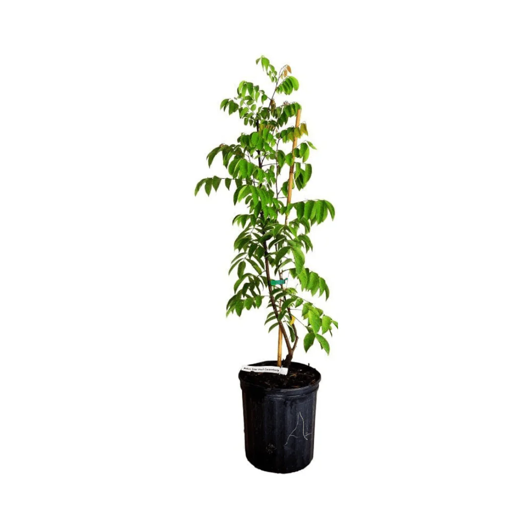 Arkin Star fruit Carambola Fruit Tree, Grafted - Image 4