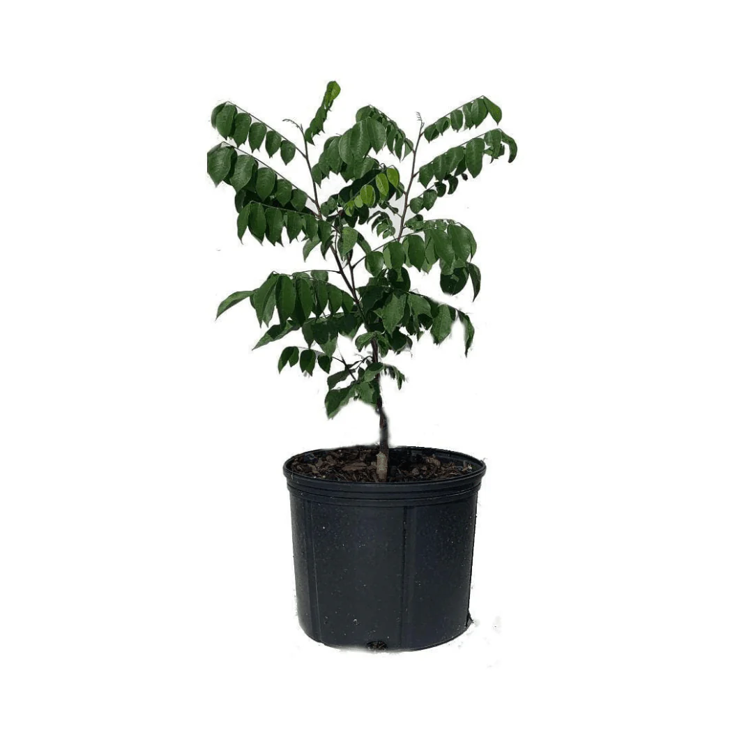 Arkin Star fruit Carambola Fruit Tree, Grafted - Image 5