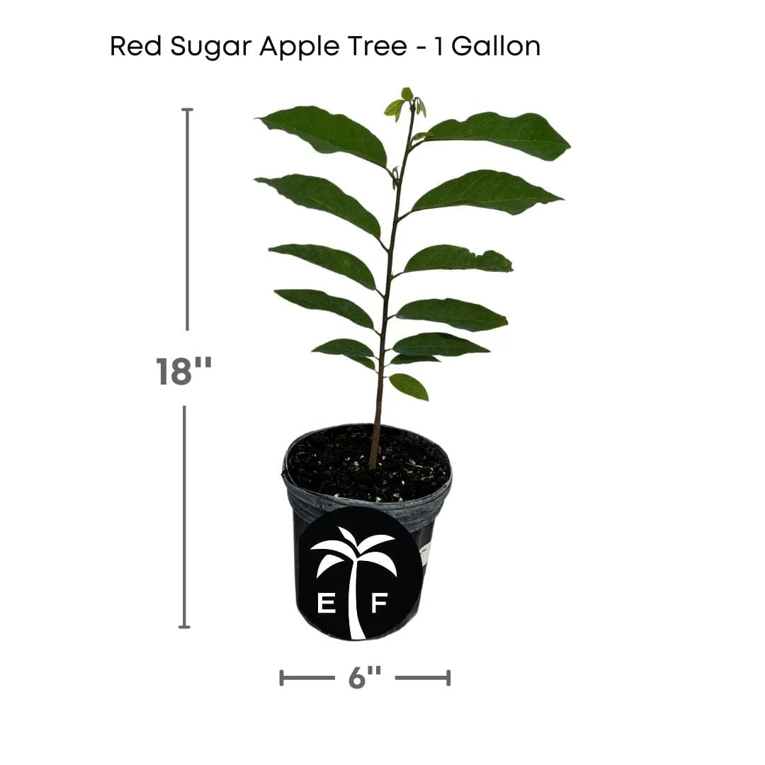 Red Sugar Apple, Sweetsop, Annona Tree - Image 8