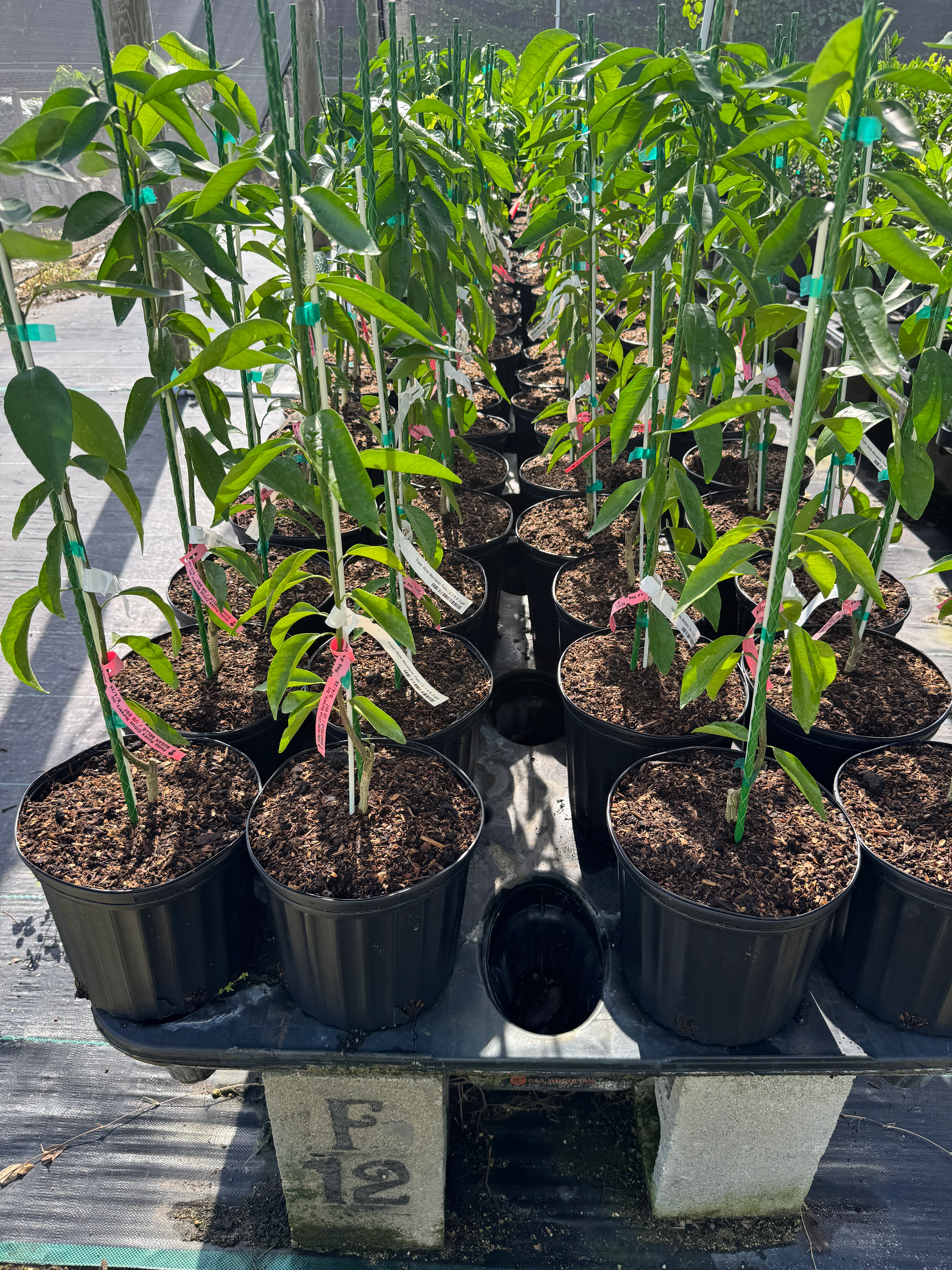 Sugar Belle® Mandarin DWARF Tree Grafted 2-3 feet - 3-gal. - Image 3