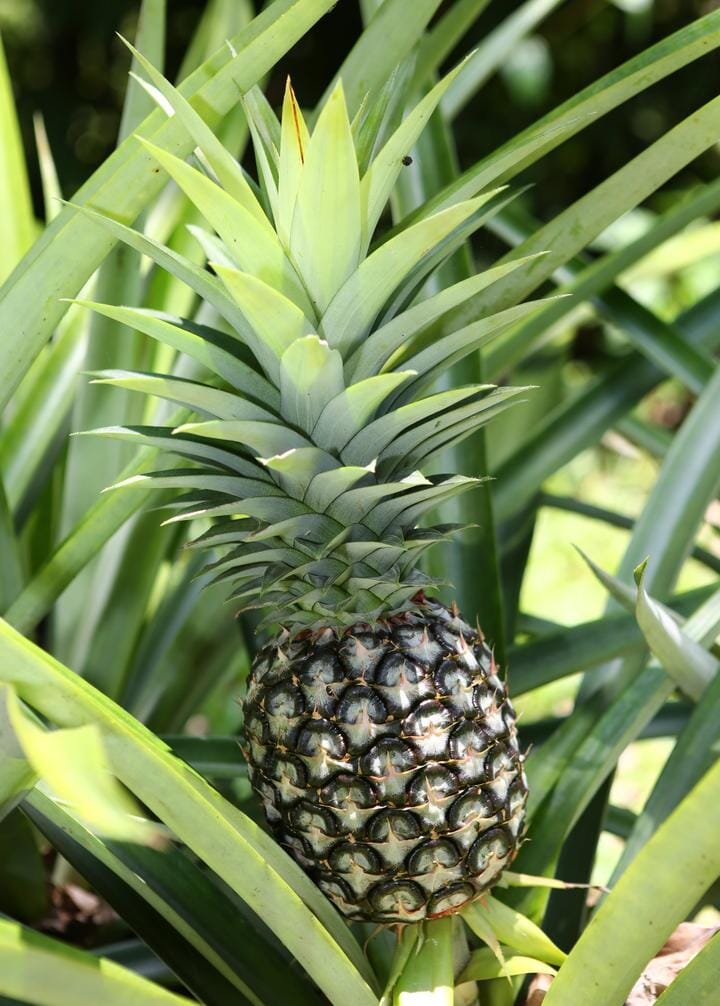Sugar Loaf Pineapple Plant - Image 3
