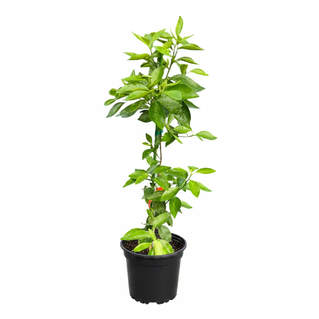 Sunburst Mandarin Tree Grafted - Image 2
