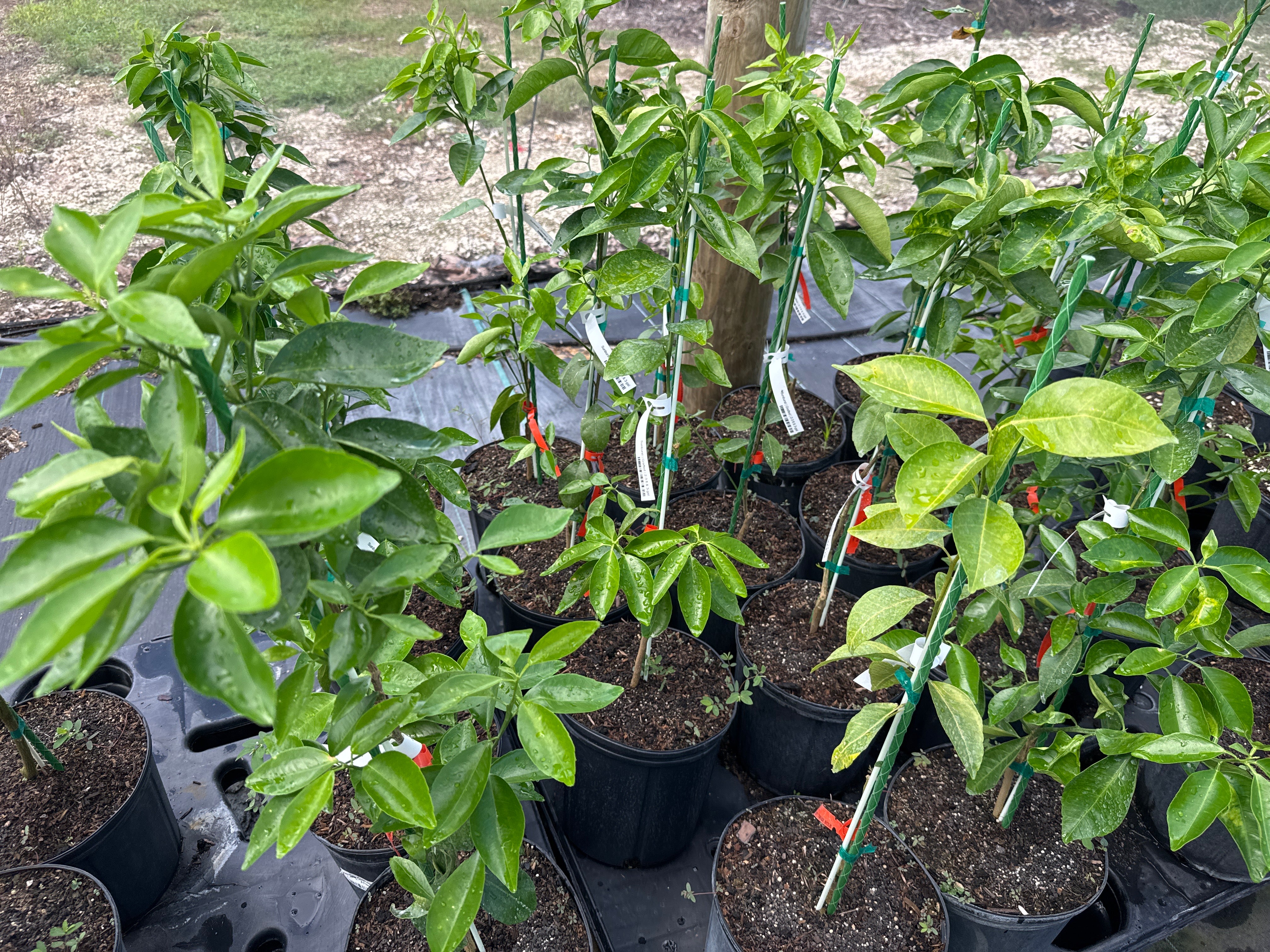 Sunburst Mandarin Tree Grafted - Image 3