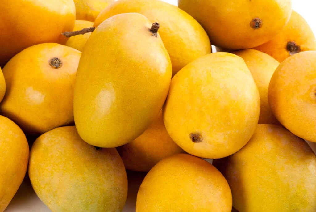 Super Alphonso Mango Tree Grafted