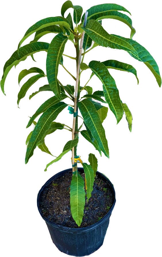 Super Alphonso Mango Tree Grafted - Image 2