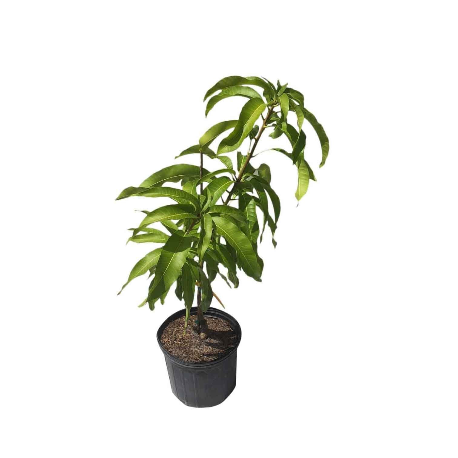 Suvarnarekha Mango Tree, Grafted - Image 2