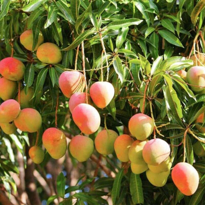 Suvarnarekha Mango Tree, Grafted - Image 3