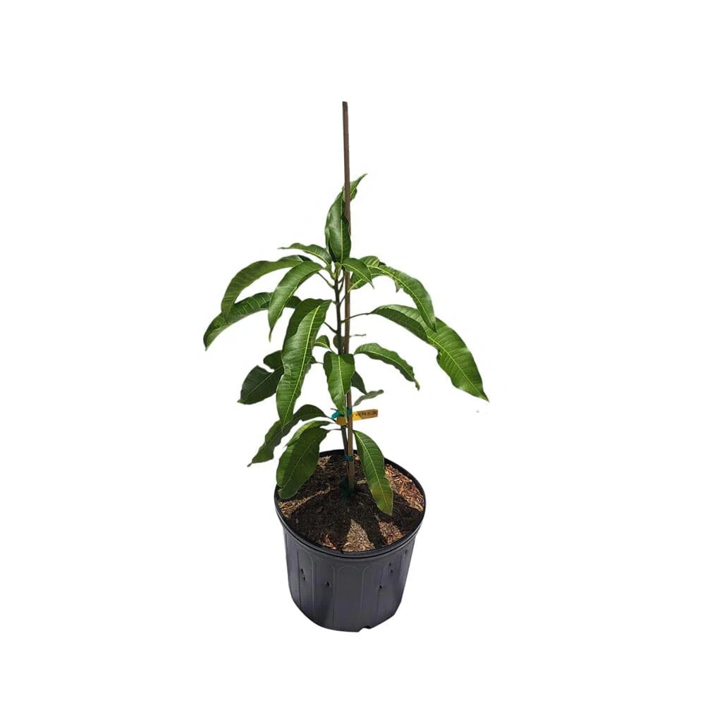 Sweet Tart Mango Tree, Grafted