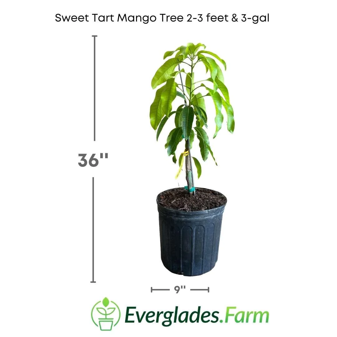 Sweet Tart Mango Tree, Grafted - Image 2