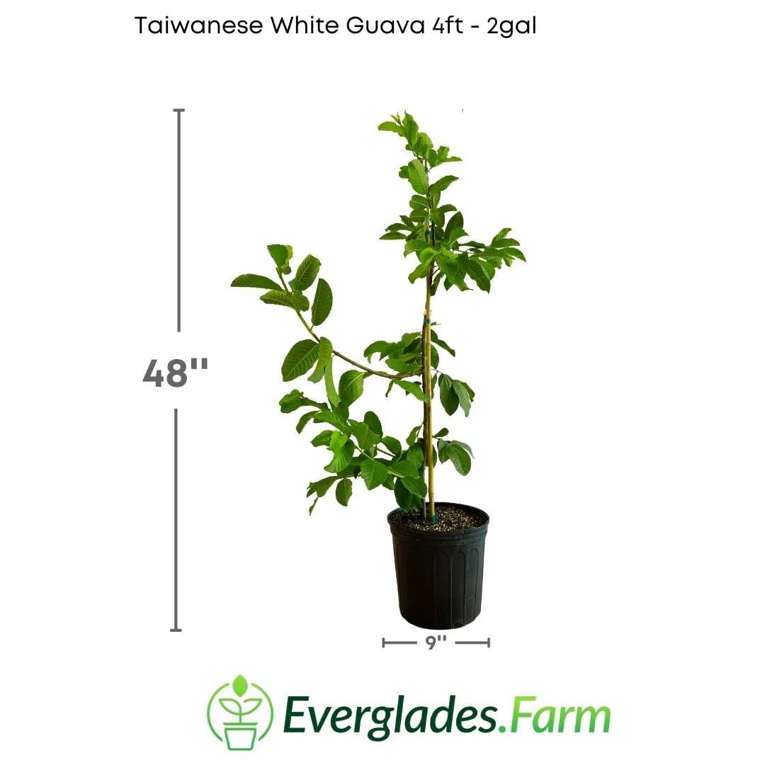Taiwanese White Guava Tree - Image 4