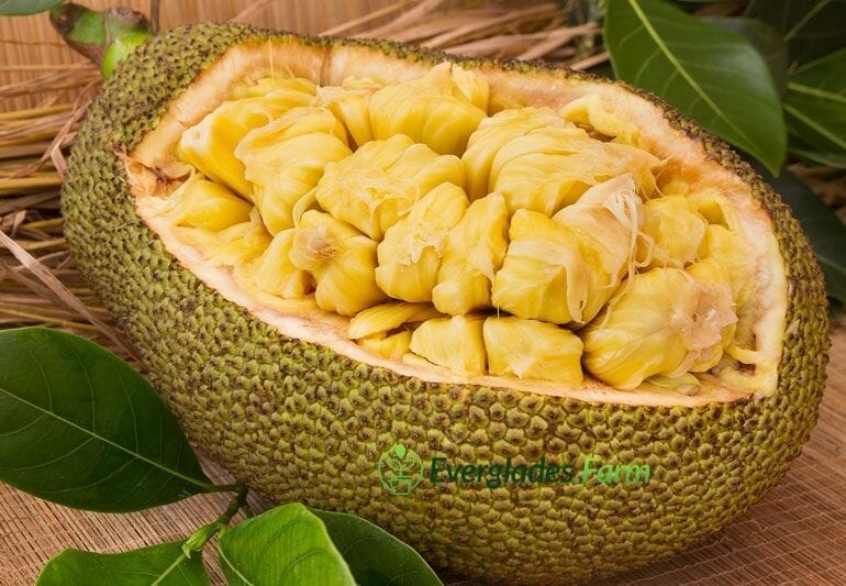 Tangerine Jackfruit Tree, Grafted