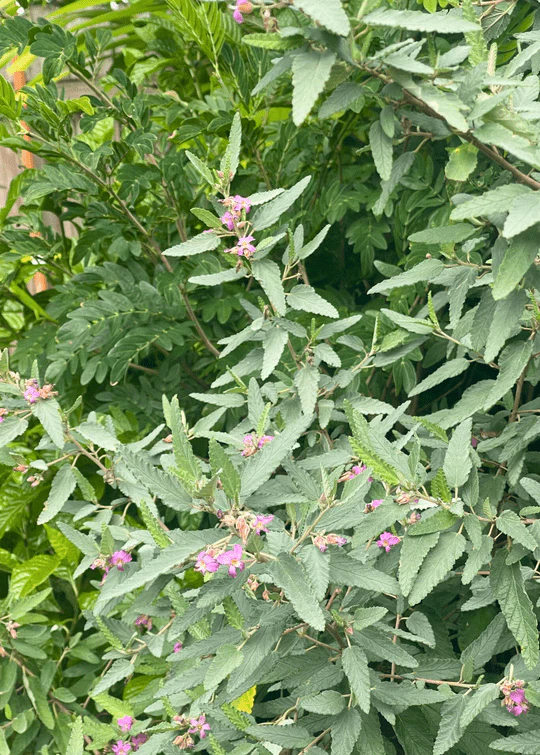 Tea Bush | Florida Native | Melochia Tormentosa | Live Plant